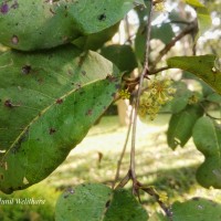 <i>Terminalia anogeissiana</i>  Gere & Boatwr.